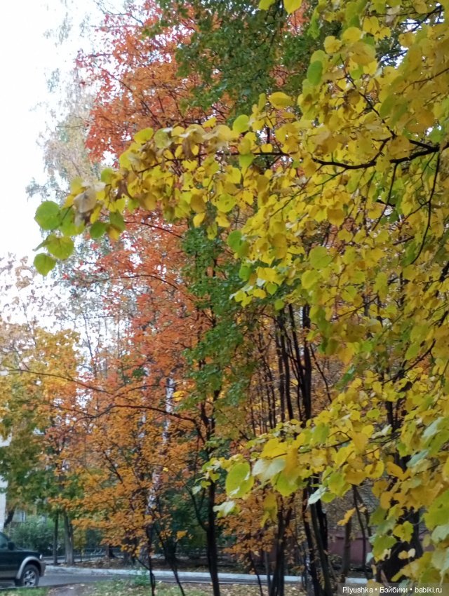 Камелия - идём гулять + новый знакомец 🍁🍂🍁