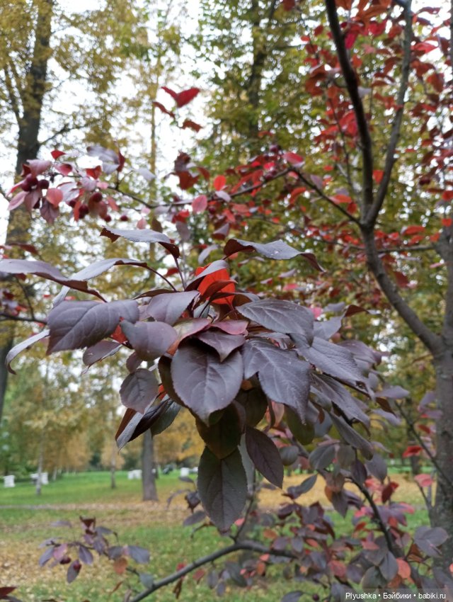 Камелия в осеннем парке 🍁🍂🍁