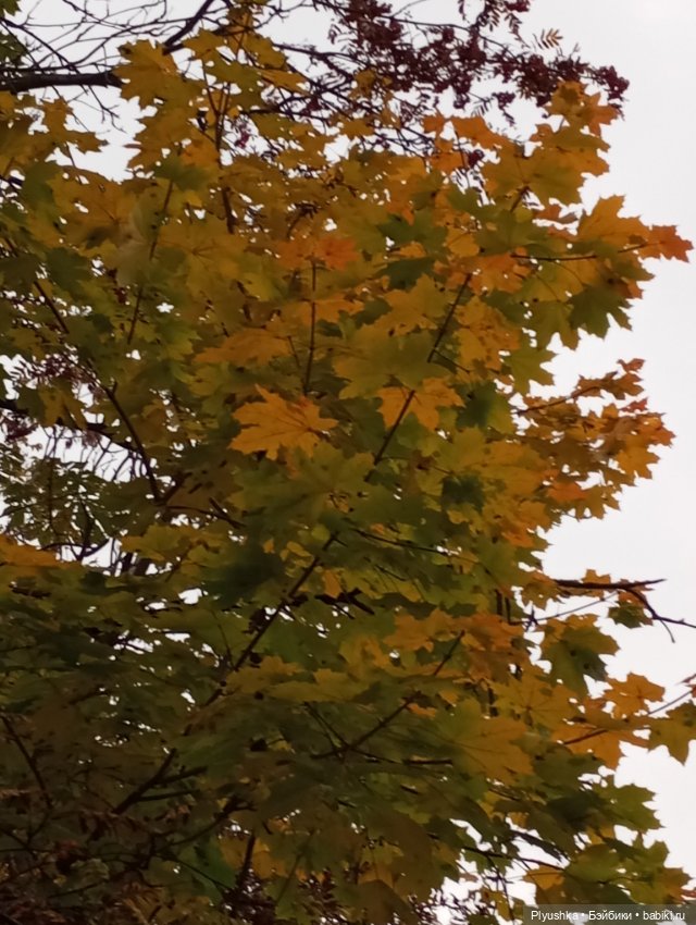 Камелия в осеннем парке 🍁🍂🍁