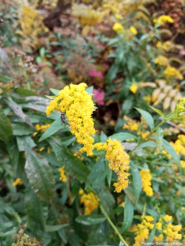 Камелия в осеннем парке 🍁🍂🍁