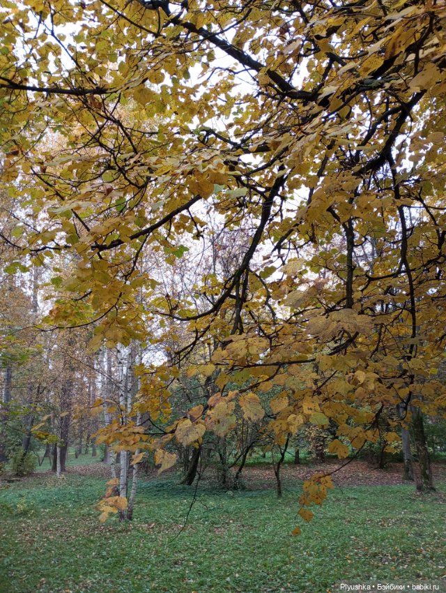 Камелия в осеннем парке 🍁🍂🍁