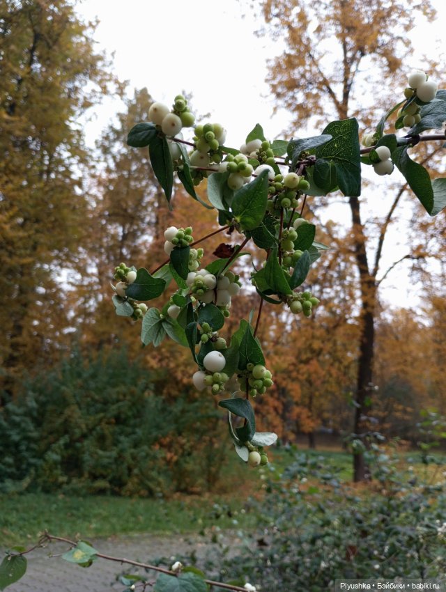 Камелия в осеннем парке 🍁🍂🍁 (фото 10)