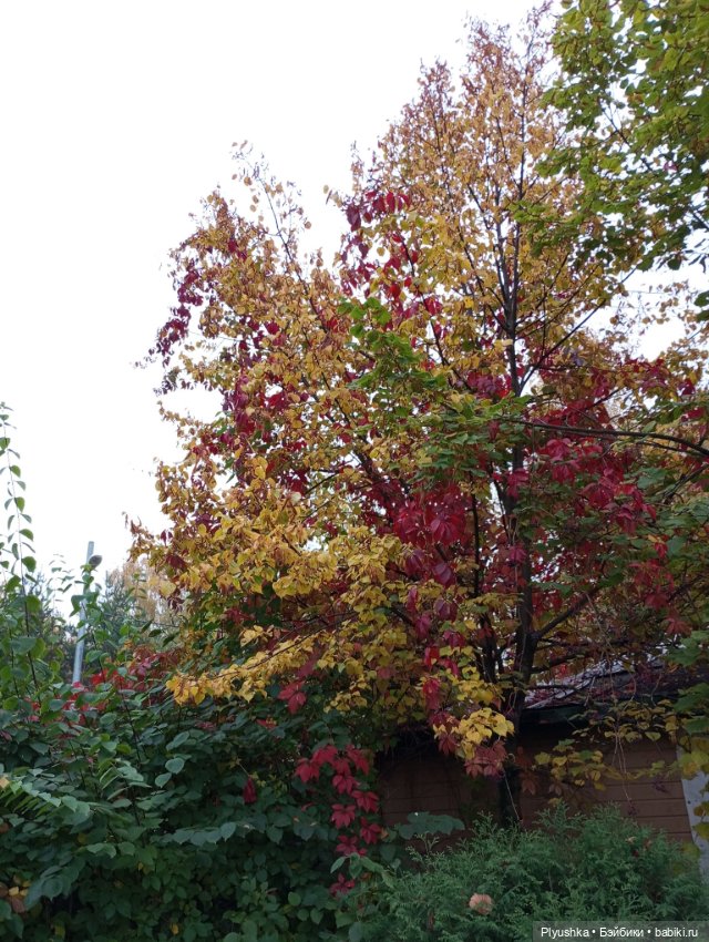 Камелия в осеннем парке 🍁🍂🍁