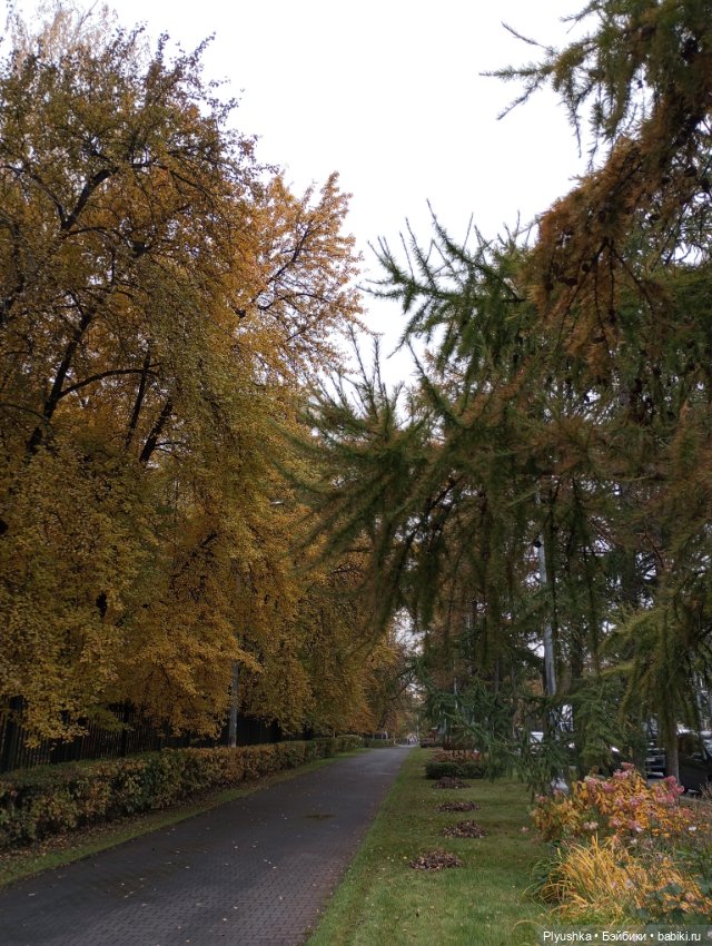 Камелия - идём гулять + новый знакомец 🍁🍂🍁 (фото 3)