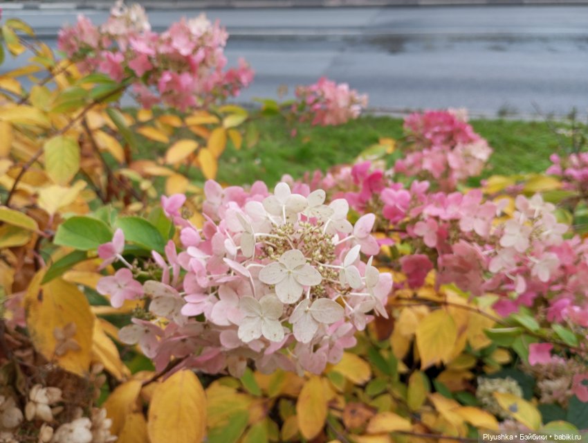 Камелия - идём гулять + новый знакомец 🍁🍂🍁 (фото 8)