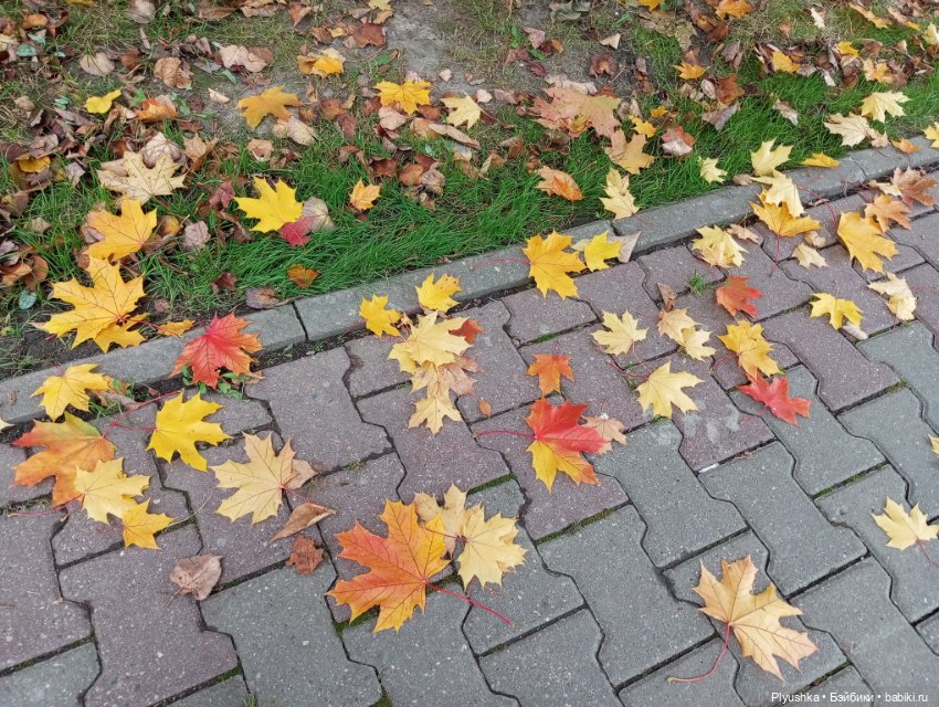 Камелия - идём гулять + новый знакомец 🍁🍂🍁 (фото 5)