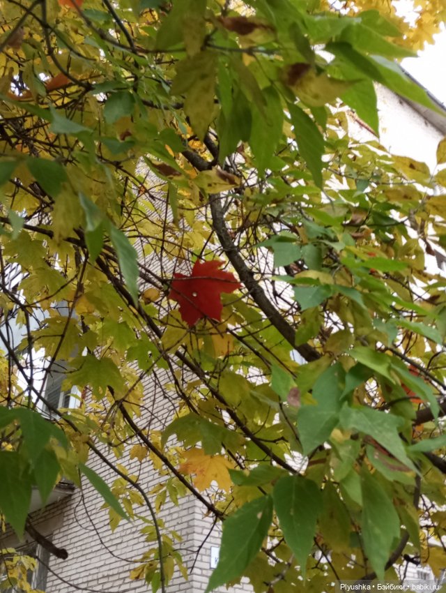 Камелия - идём гулять + новый знакомец 🍁🍂🍁