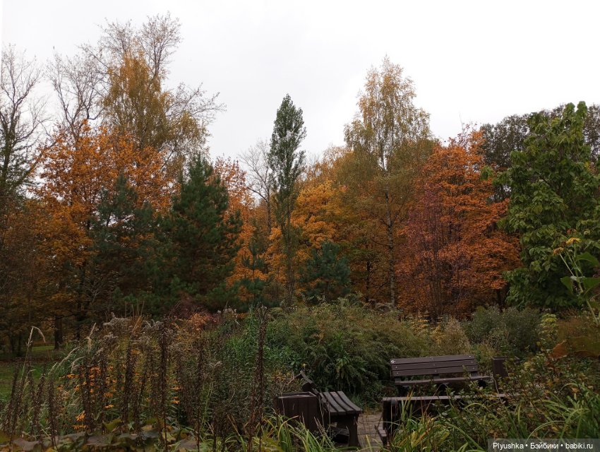 Камелия в осеннем парке 🍁🍂🍁