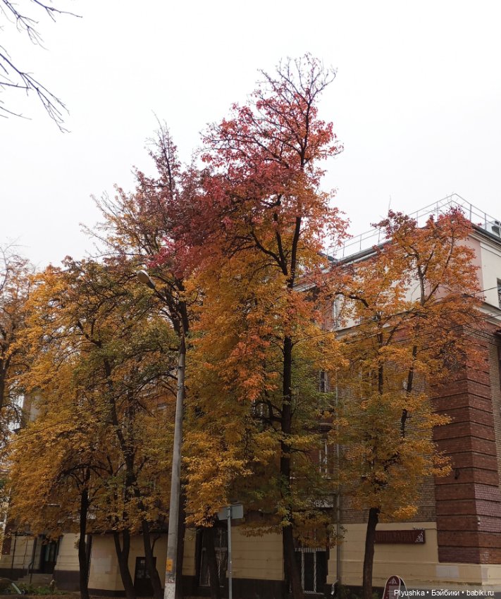 Камелия - идём гулять + новый знакомец 🍁🍂🍁 (фото 2)