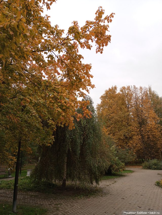 Камелия в осеннем парке 🍁🍂🍁 (фото 3)