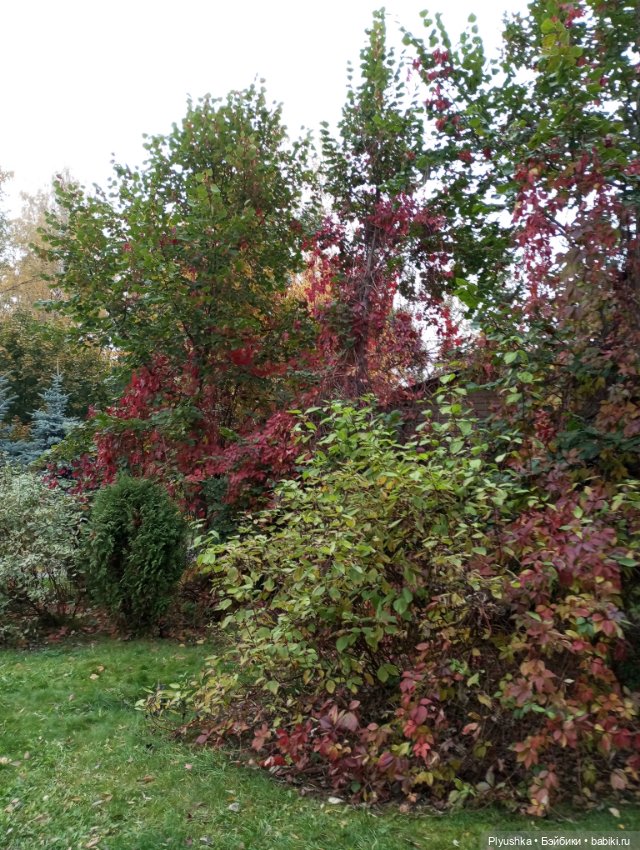 Камелия в осеннем парке 🍁🍂🍁