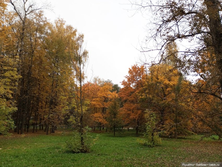 Камелия в осеннем парке 🍁🍂🍁