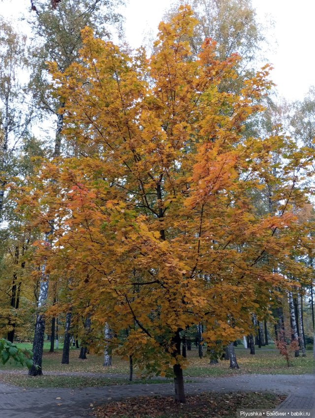 Камелия в осеннем парке 🍁🍂🍁
