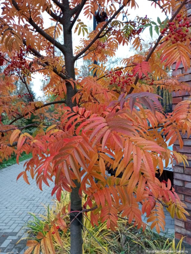 Камелия в осеннем парке 🍁🍂🍁