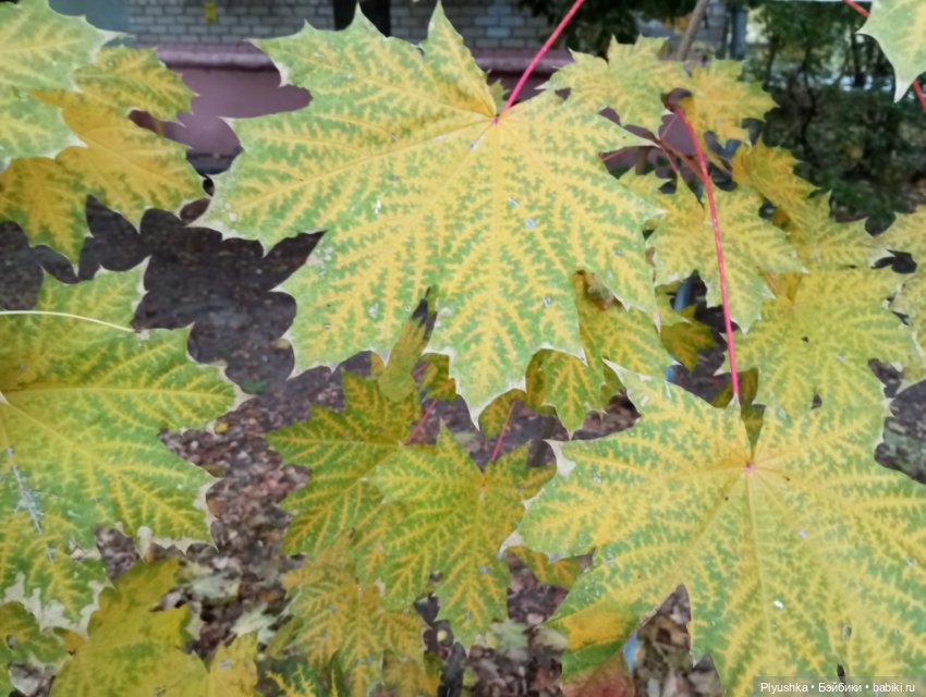 Камелия в осеннем парке 🍁🍂🍁