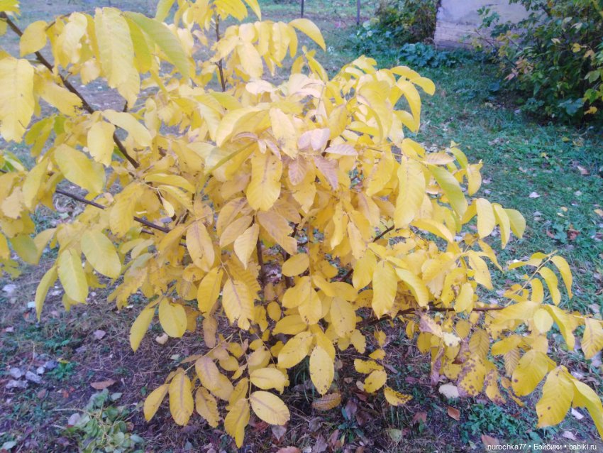 Про Нафочку. Мокрый осенний парк