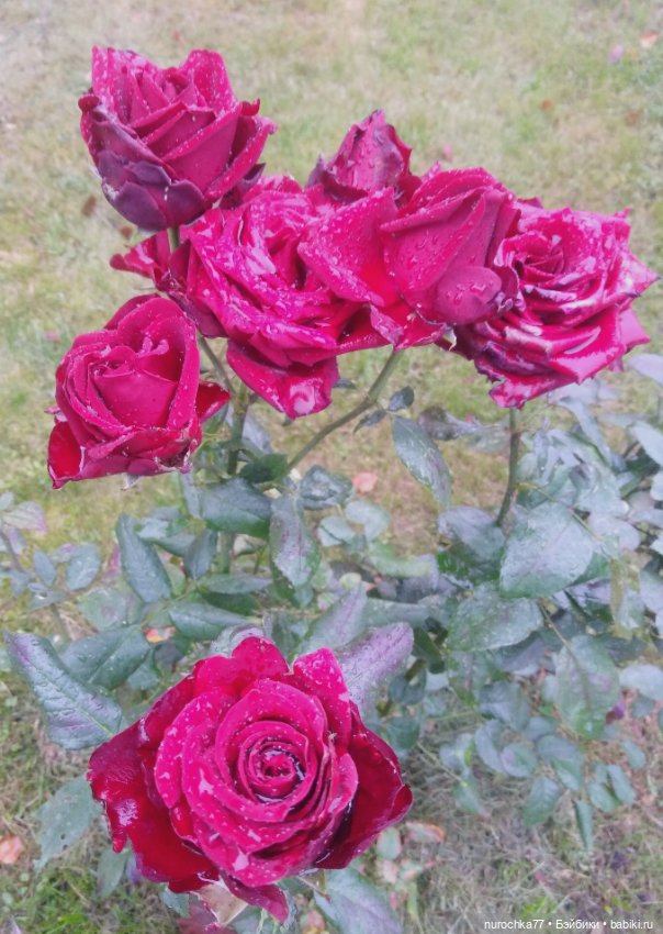 Про Нафочку. Мокрый осенний парк