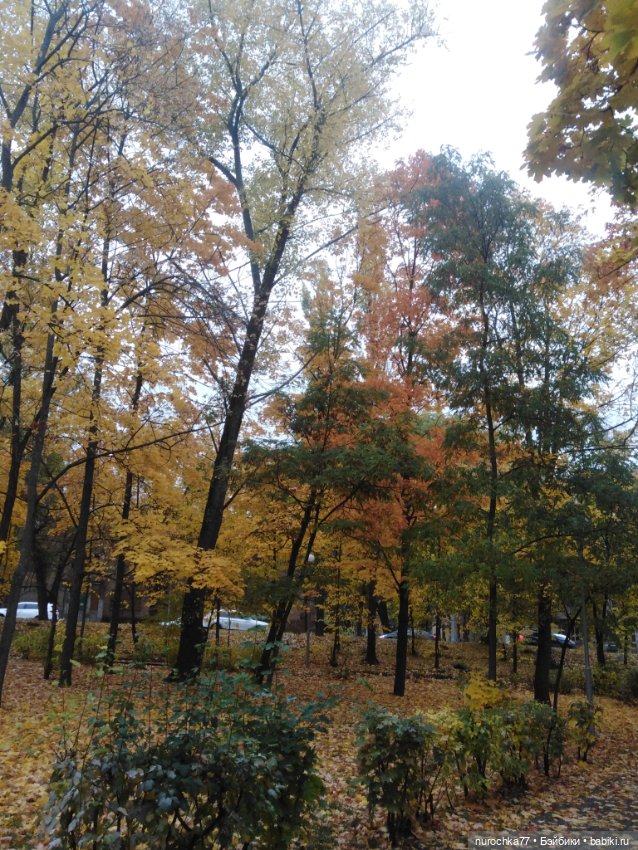 Про Нафочку. Мокрый осенний парк