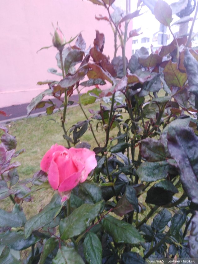 Про Нафочку. Мокрый осенний парк