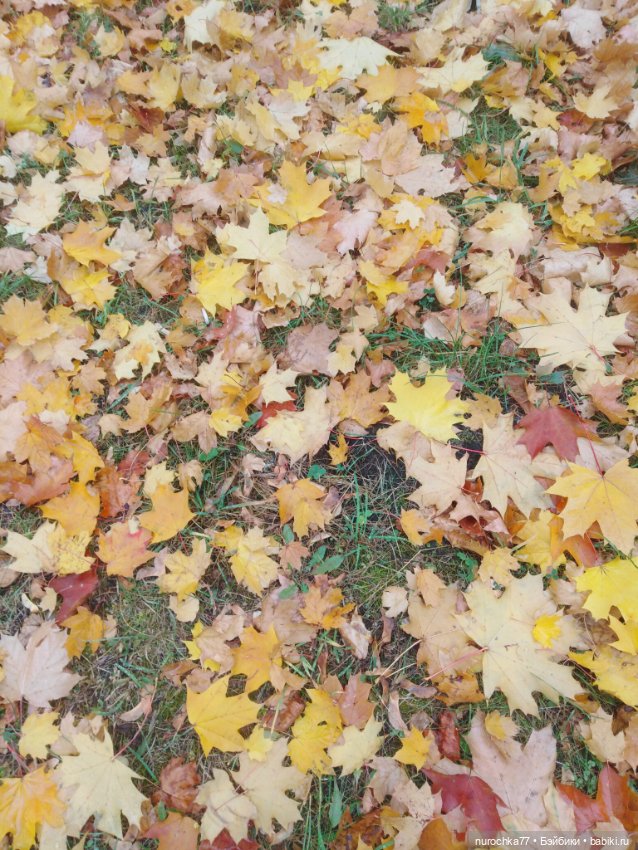 Про Нафочку. Мокрый осенний парк