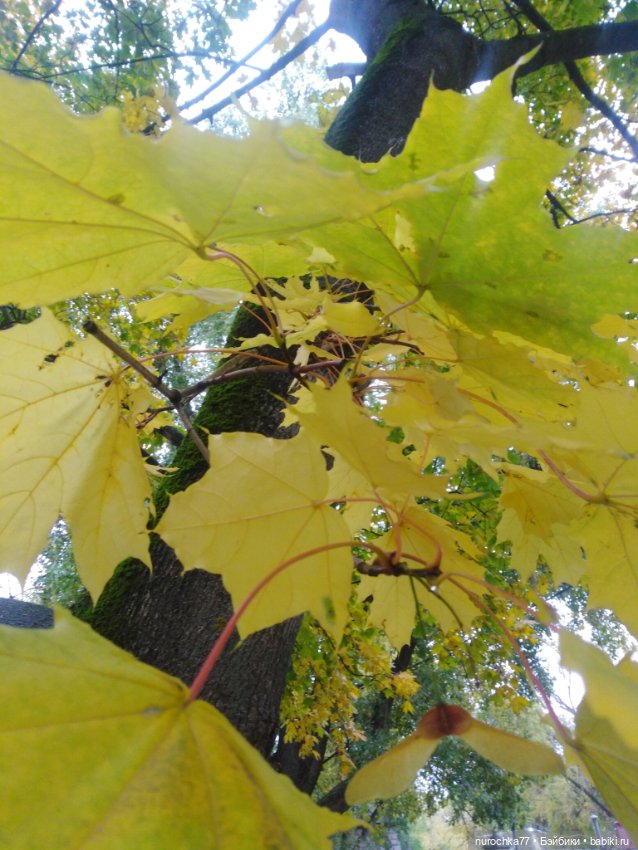 Про Нафочку. Мокрый осенний парк