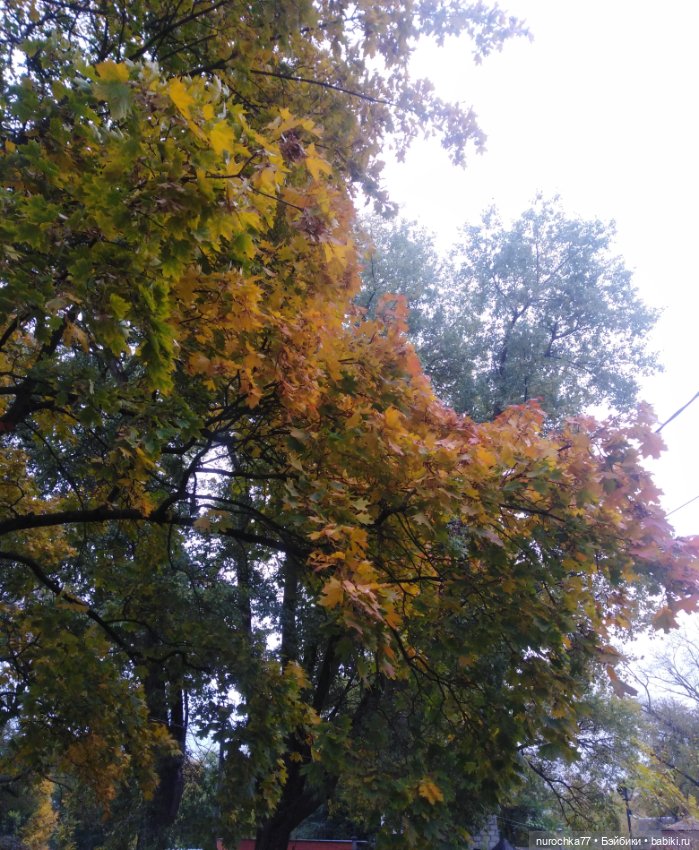 Про Нафочку. Мокрый осенний парк