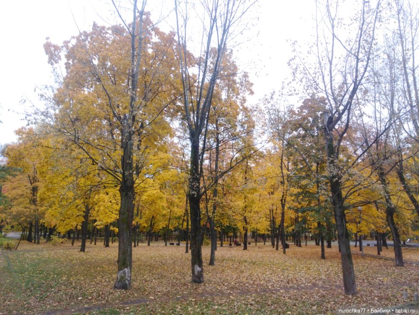 Про Нафочку. Мокрый осенний парк