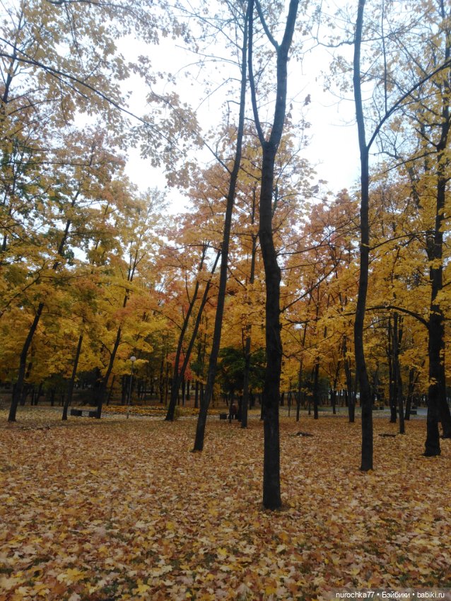 Про Нафочку. Мокрый осенний парк