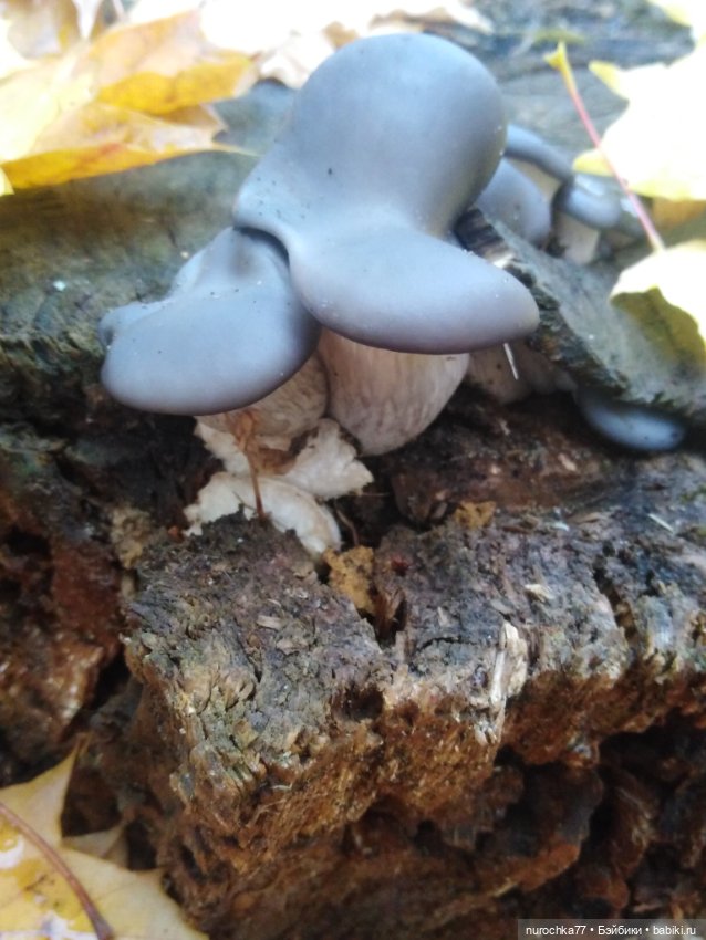 Про Нафочку. Мокрый осенний парк