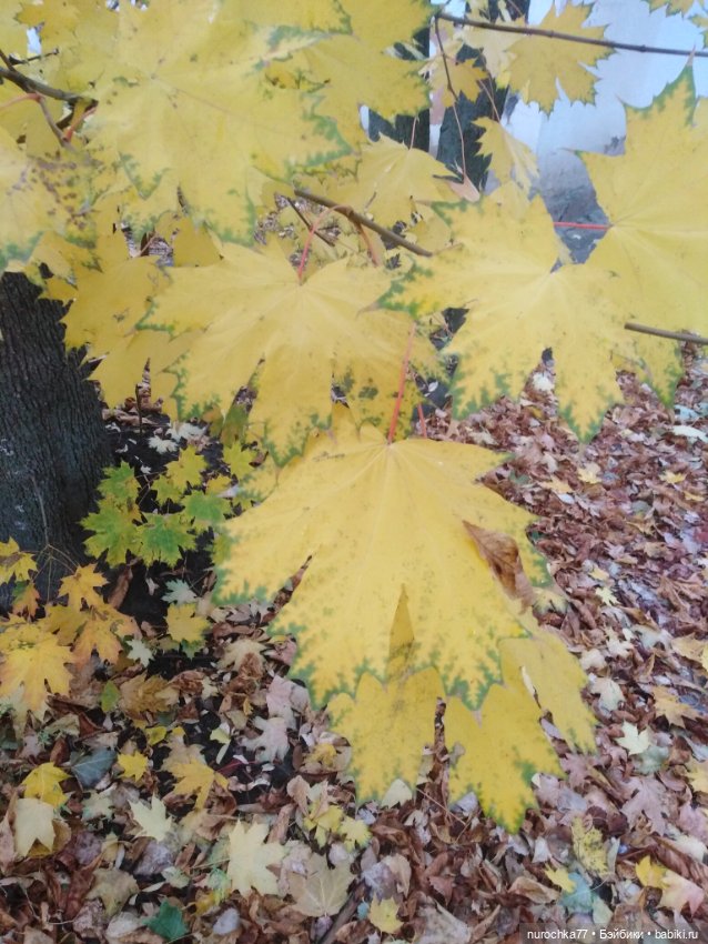 Про Нафочку. Мокрый осенний парк