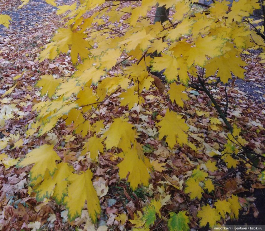 Про Нафочку. Мокрый осенний парк