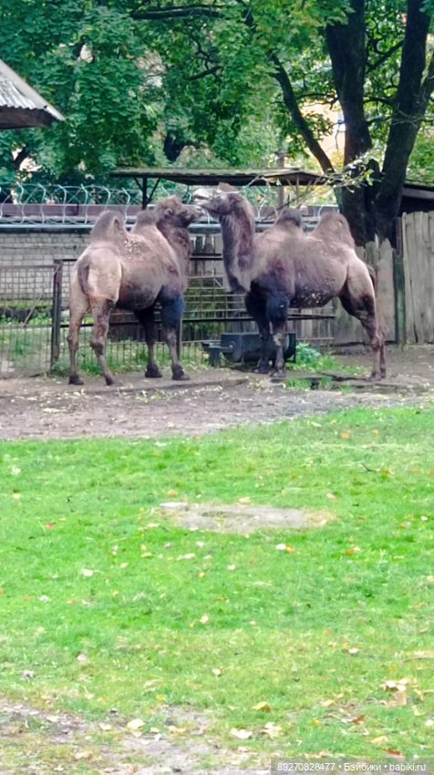 Наше знакомство с Калининградом