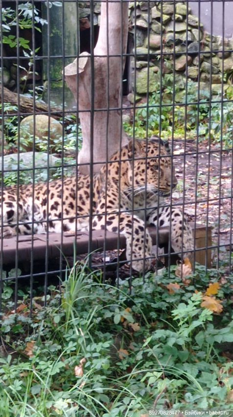 Наше знакомство с Калининградом