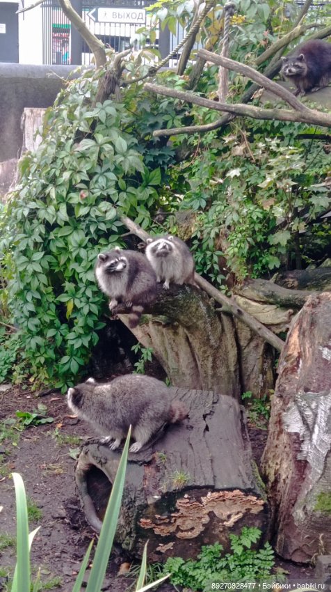 Наше знакомство с Калининградом