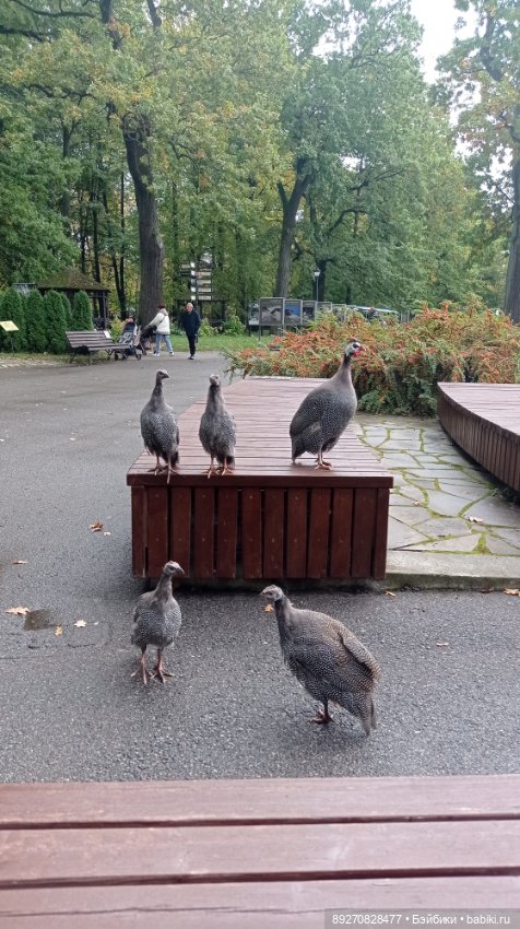 Наше знакомство с Калининградом