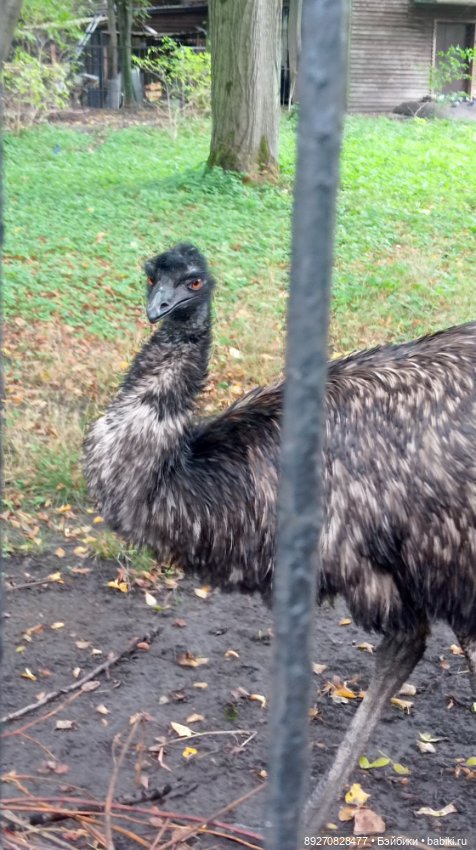 Наше знакомство с Калининградом