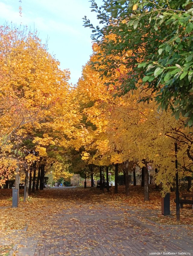 Золотая осень и маленькие ягодки (фото 9)