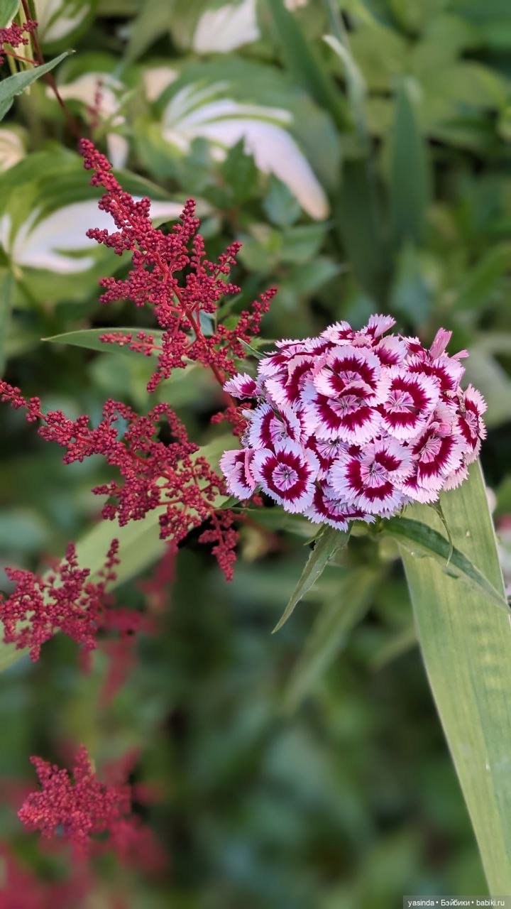 Дачная компания — Куклы Strawberry Planet: Redberry