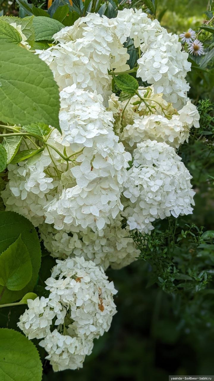 Дачная компания — Куклы Strawberry Planet: Redberry