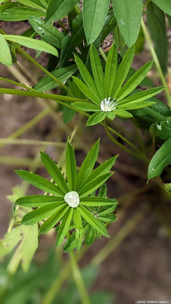 Дачная компания — Куклы Strawberry Planet: Redberry