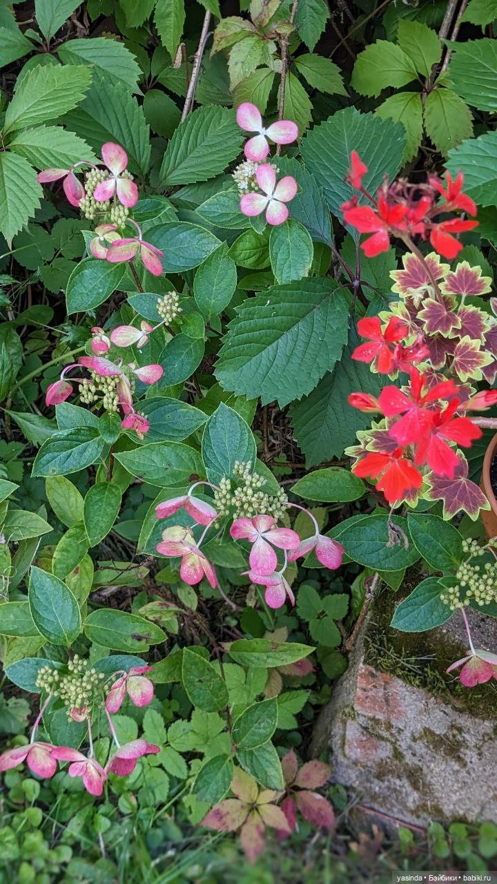 Дачная компания — Куклы Strawberry Planet: Redberry