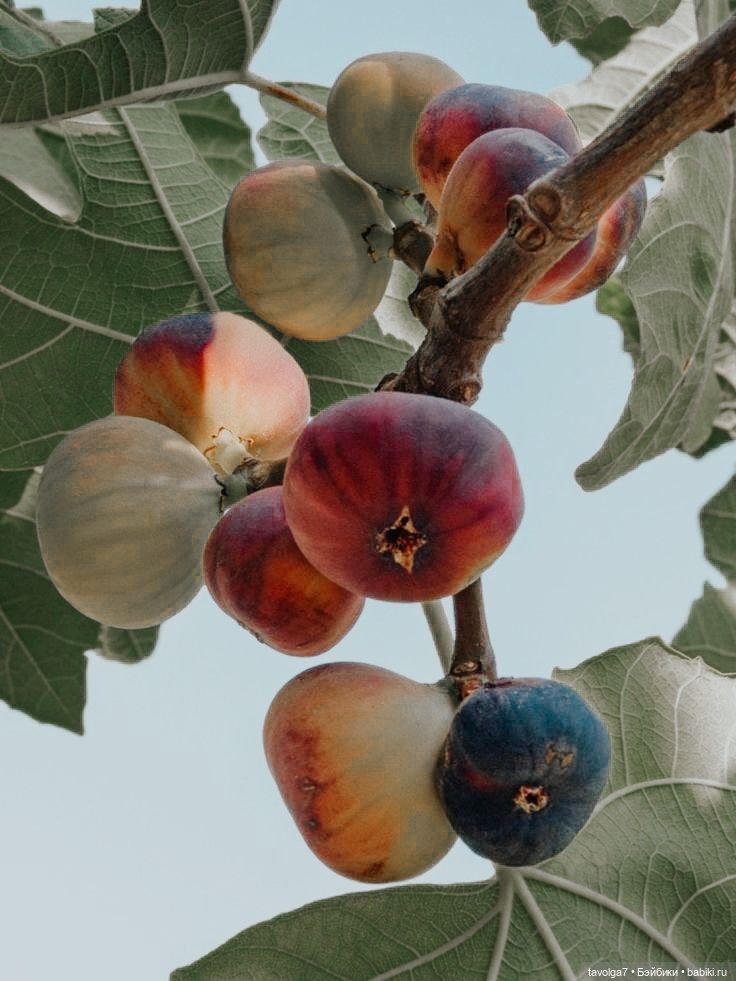 Инжир - цвет и оттенки — Красивая природа и цветы: фото пейзажей (фото 5)