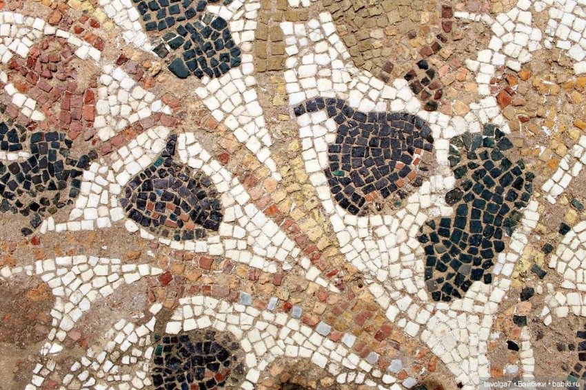 Инжир - цвет и оттенки — Красивая природа и цветы: фото пейзажей (фото 6)