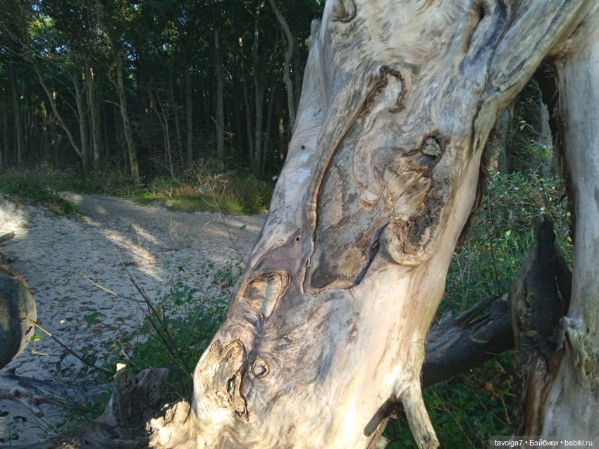 МС2 на Балтику за именем — Куклы L