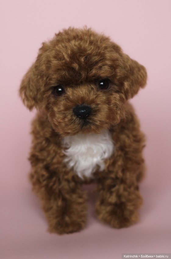 Щенок мальтипу — Реалистичные игрушки и звери (Натюр): собаки