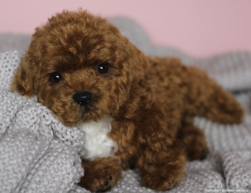 Щенок мальтипу — Реалистичные игрушки и звери (Натюр): собаки (фото 9)