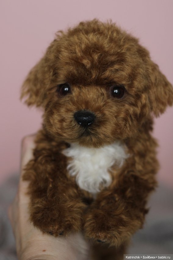 Щенок мальтипу — Реалистичные игрушки и звери (Натюр): собаки (фото 7)