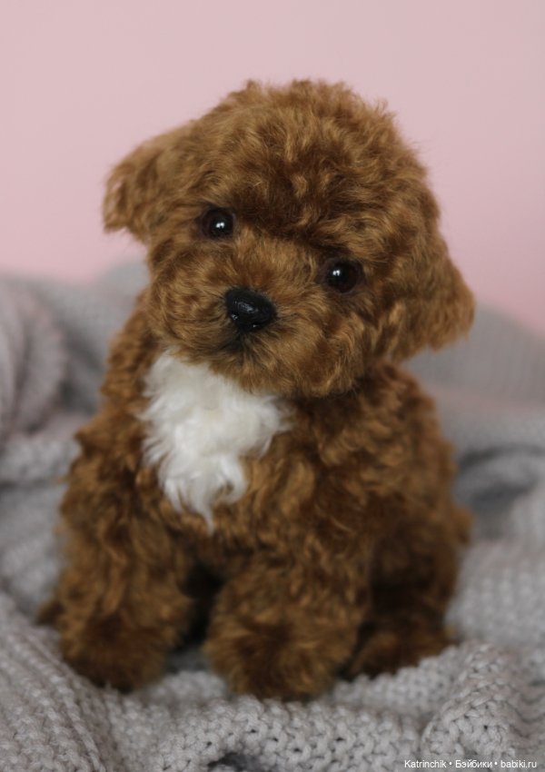 Щенок мальтипу — Реалистичные игрушки и звери (Натюр): собаки (фото 10)