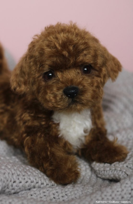 Щенок мальтипу — Реалистичные игрушки и звери (Натюр): собаки (фото 5)