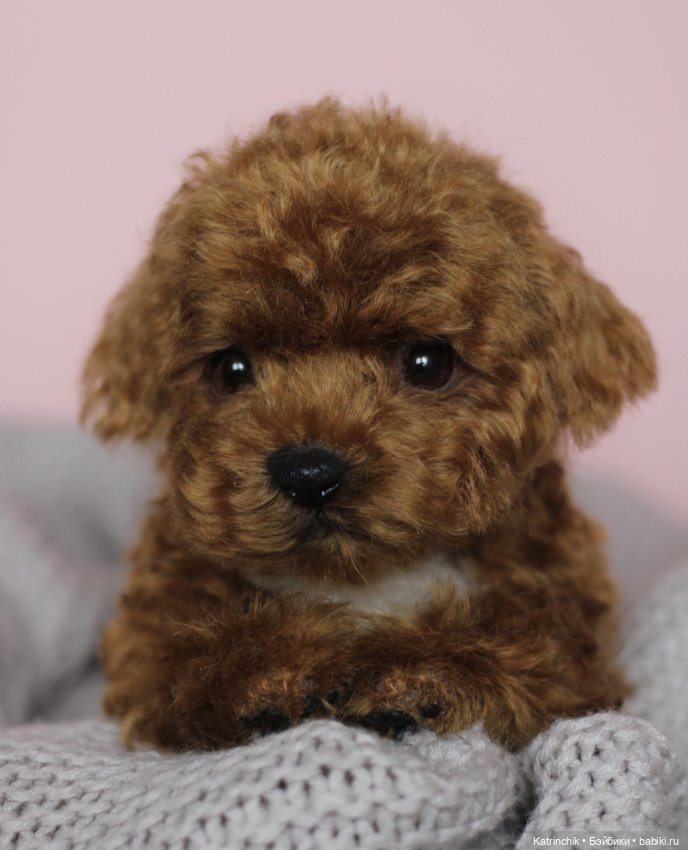 Щенок мальтипу — Реалистичные игрушки и звери (Натюр): собаки (фото 4)